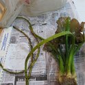 site 26 spatterdock  no flower 2 note long outside stems